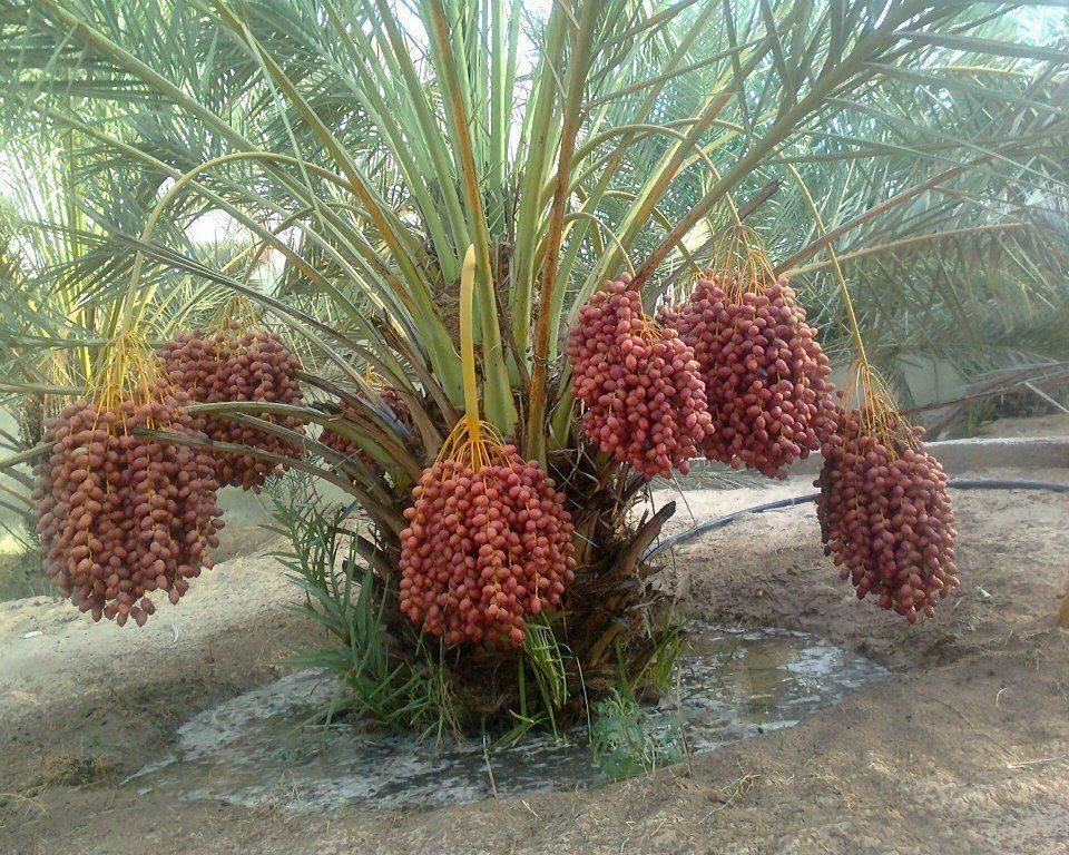Red Hybrid Kajoor Plant